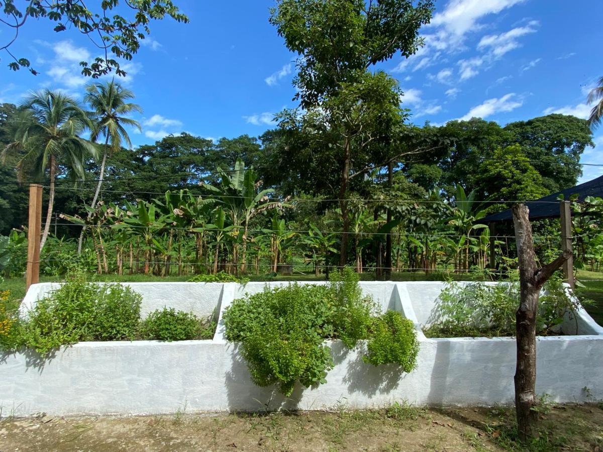 Salvia Madre Santa Marta (Magdalena)