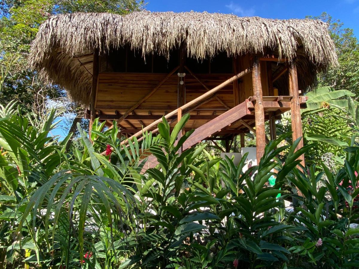 Salvia Madre Villa *